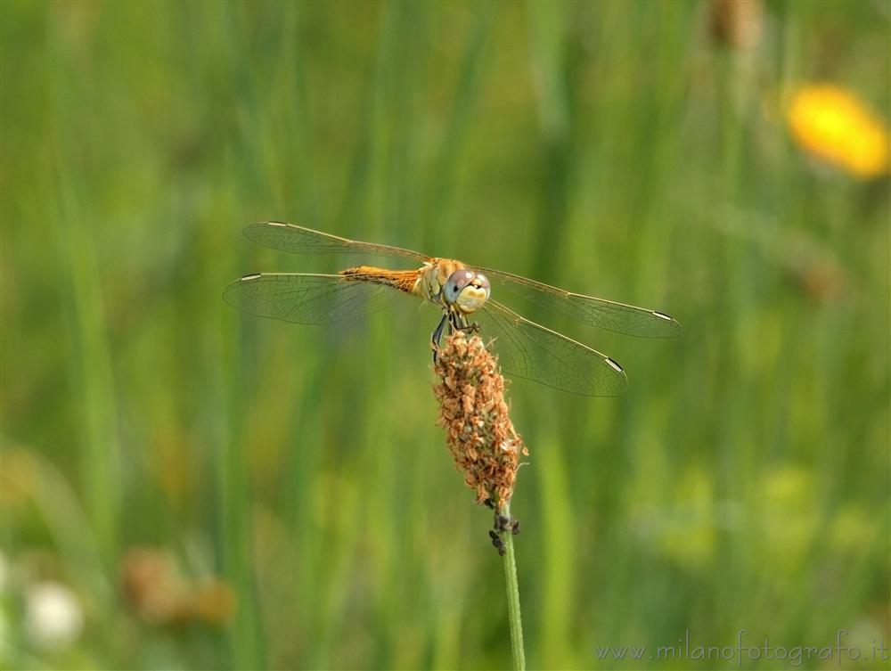 Valmosca frazione di Campiglia Cervo (Biella) - Libellula Sympetrum fonscolombii